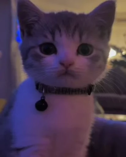 🐈 Стикер «Miomio» для Telegram