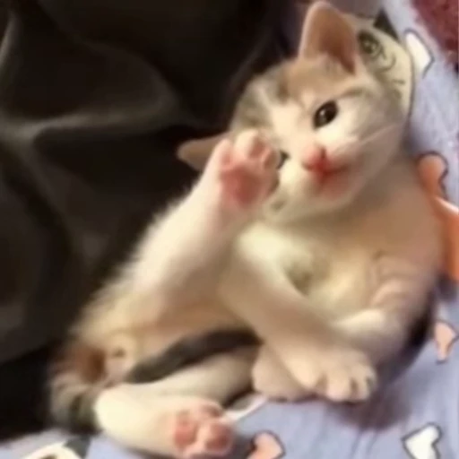 🐈 Стикер «Miomio» для Telegram
