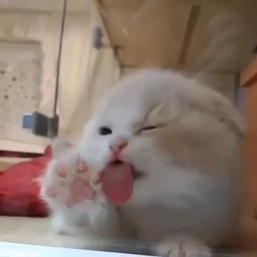 🐈 Стикер «Miomio» для Telegram
