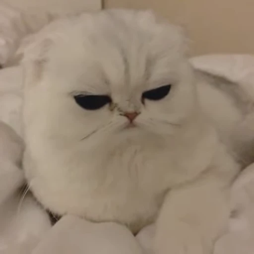 🐈 Стикер «Miomio» для Telegram