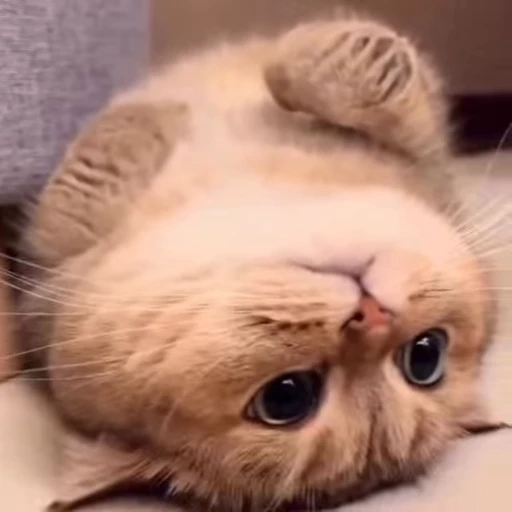 🐈 Стикер «Miomio» для Telegram