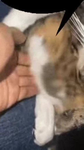 🐈 Стикер «Miomio» для Telegram