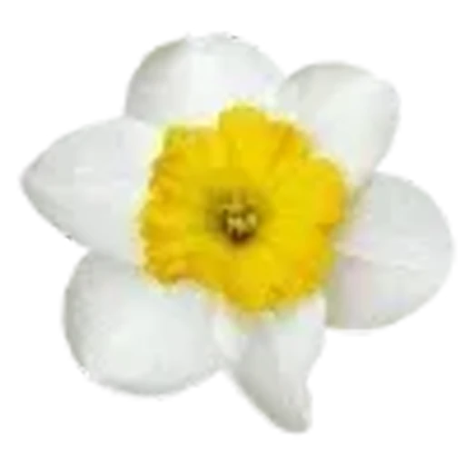 🏵️ Эмодзи «Весенние буквы, бабочки и цветы. Русские и английские» для Telegram