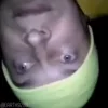Стикер 39 Горин