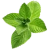 🌿 Эмодзи «Кухня» для Telegram