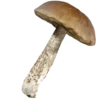 🍄 Эмодзи «Кухня» для Telegram