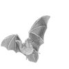 Стикер 5 𝒢𝘳𝘢𝘺