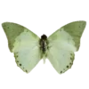 Стикер 33 Green Aesthetics