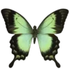 Стикер 4 Green Aesthetics