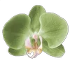 Стикер 17 Green pink