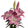 Стикер 23 Green pink