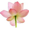 Стикер 27 Green pink