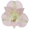 Стикер 58 Green pink