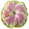Стикер 9 Green pink