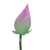 Стикер 60 Green pink