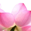 Стикер 39 Green pink