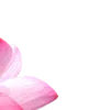 Стикер 40 Green pink