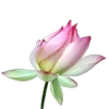 Стикер 29 Green pink