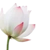 Стикер 36 Green pink