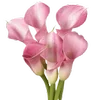 Стикер 56 Green pink