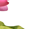 Стикер 48 Green pink