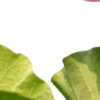 Стикер 46 Green pink