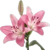 Обложка набора Green pink