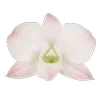 Стикер 32 Green pink
