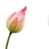 Стикер 35 Green pink
