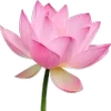 Стикер 37 Green pink