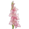 Стикер 30 Green pink