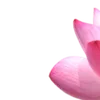 Стикер 38 Green pink