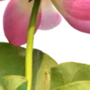 Стикер 47 Green pink
