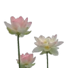 Стикер 31 Green pink