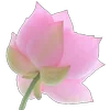 Стикер 16 Green pink