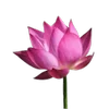 Стикер 8 Green pink