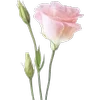 Стикер 25 Green pink