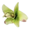 Стикер 55 Green pink