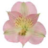 🤩 Эмодзи «⠀ ⠀ ⠀Green & pink» для Telegram