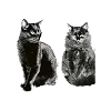 🎃 Эмодзи «*⋆ ˖°. ̟࿔*⋆» для Telegram