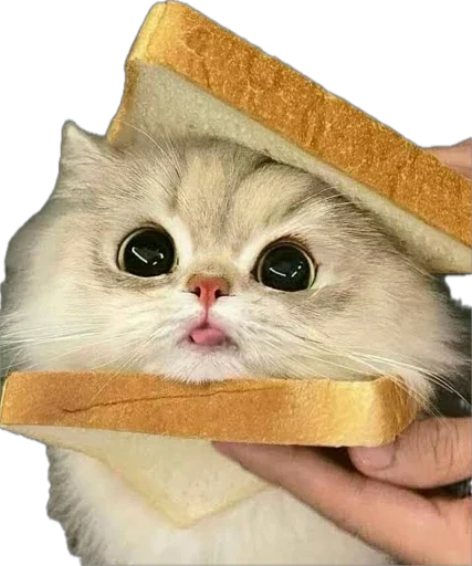 🍞 Стикер «Bread Cats» для Telegram