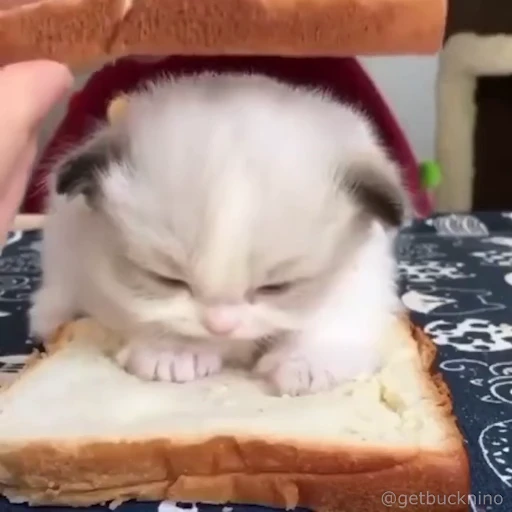 🍞 Стикер «Bread Cats» для Telegram