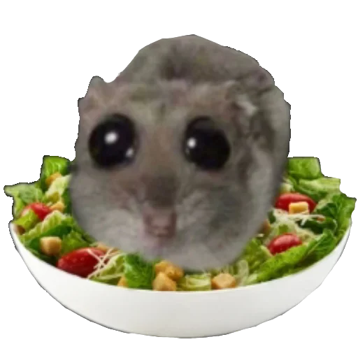 🥗 Стикер «хомяк из тт» для Telegram