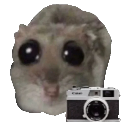 📷 Стикер «хомяк из тт» для Telegram