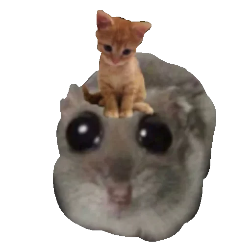 🐱 Стикер «хомяк из тт» для Telegram