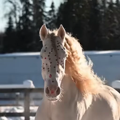 🌟 Стикер «Horses» для Telegram