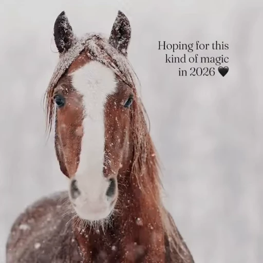 🐴 Стикер «Horses» для Telegram