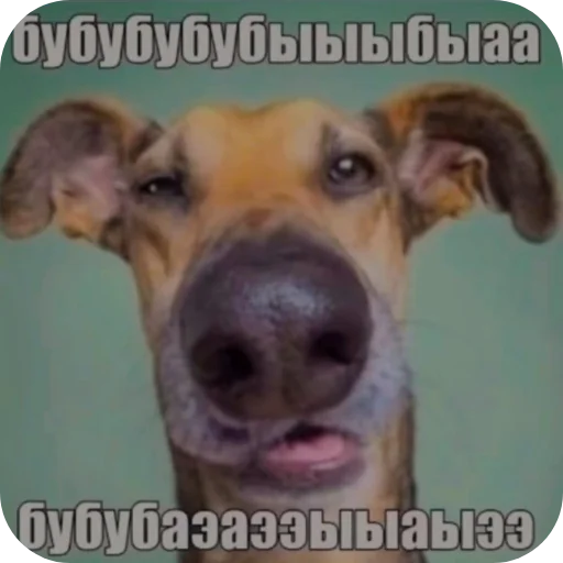 🐶 Стикер «Хрюндели» для Telegram