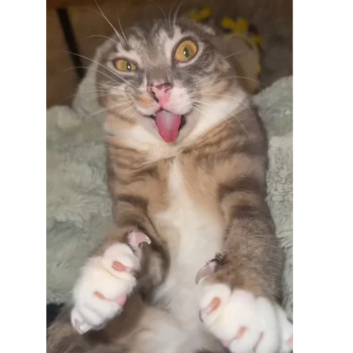 🐱 Стикер «Хрюндели» для Telegram