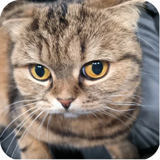 🐱 Стикер «Хрюндели» для Telegram